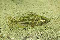 Samica Nimbochromis polystigma