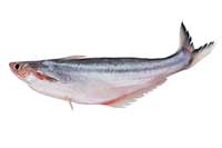 ikona