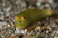 Paragobiodon xanthosoma