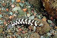 ikona