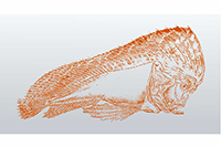 Pataecus fronto