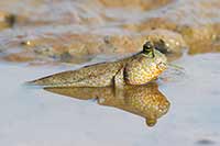 Periophthalmodon schlosseri