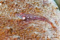 Phyllogobius platycephalops