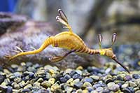 Phyllopteryx taeniolatus