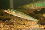 Plecoglossidae