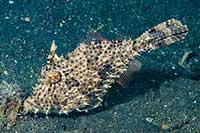 Pseudomonacanthus macrurus