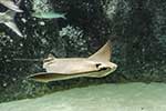 Rhinopteridae