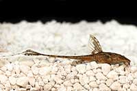 Rineloricaria lanceolata
