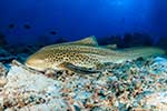 Stegostomatidae