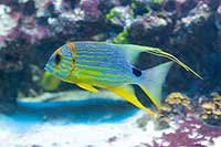 Symphorichthys spilurus