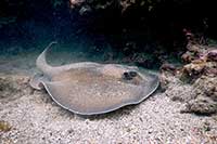 Urolophus aurantiacus