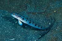 Vanderhorstia ambanoro