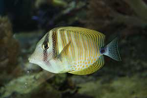 Zebrasoma desjardinii