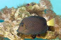 Zebrasoma gemmatum