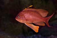 Antias