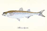 Ateryna atlantycka