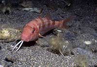 Barwena