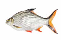 ikona