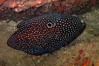 Calloplesiops altivelis