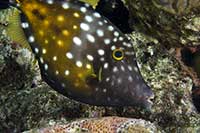 Cantherhines macrocerus