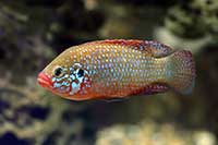ikona