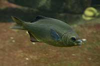 Embiotoca lateralis