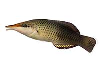 ikona
