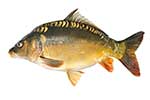 Karpiowate
