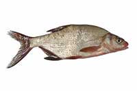 ikona