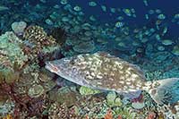 Lethrinus olivaceus