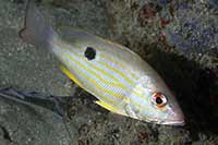 ikona