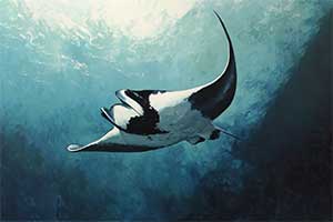 Manta, diabeł morski