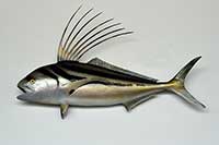 Nematistius pectoralis