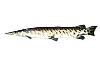 ikona