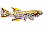 Nothobranchiidae