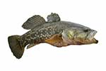 Odontobutidae