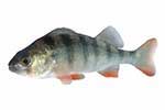 Okoniowate