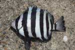 Oplegnathidae