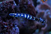 Pholidichthys leucotaenia