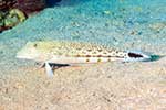 Pinguipedidae