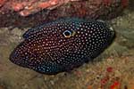 Plesiopidae