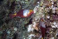 Sparysoma kreteńska