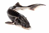 ikona