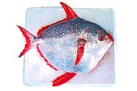 Strojnik