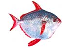 Strojnikowate