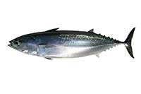 ikona