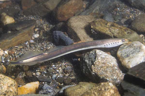 Minóg strumieniowy (Lampetra planeri)