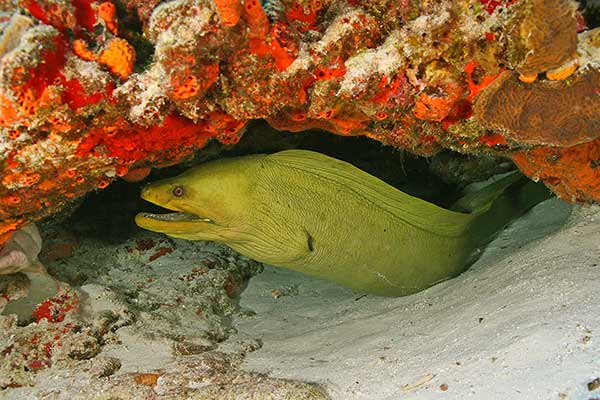 Murena zielona (Gymnothorax funebris)