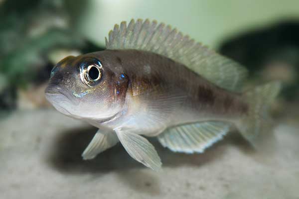 Muszlowiec wielkooki (Neolamprologus ocellatus)