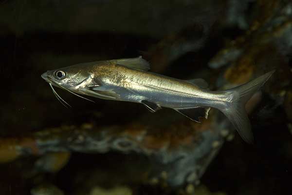 (Mystus gulio)